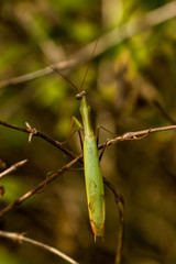 Mantis