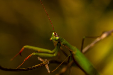 Mantis
