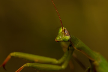 Mantis