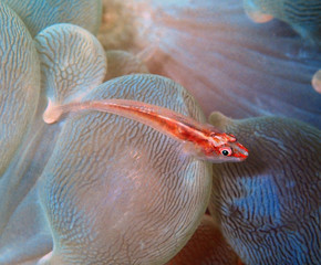 The beauty of underwater world in Sabah, Borneo