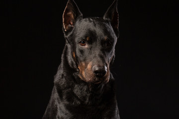 Portrait of a beautiful black Doberman Pinscher.