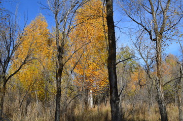 yellow tree in autumn