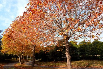 Naklejka premium 青空に映える秋色の葉を着けた木立