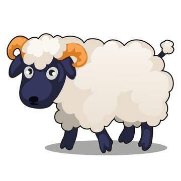 Little cute farm animal sheep stands isolated on white background. Vector cartoon close-up illustration.