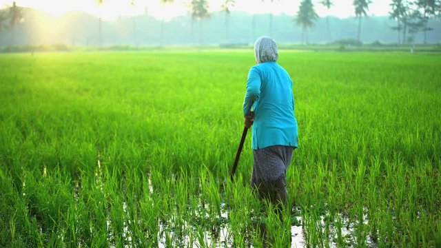 Manual female worker with irrigation tool farming Indonesian rice fields Java 