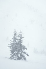 Winter natural background with snow white view