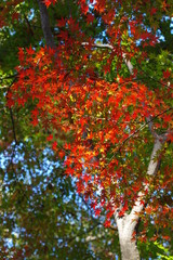 真っ赤な紅葉