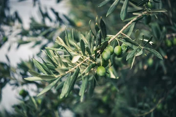 Fotobehang The branches of the olive tree with fruit in the foreground. Natural green background with selective focus. Crop for the production of olive oil. © Irina Sokolovskaya