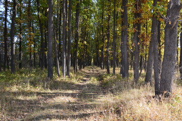 forest in autumn