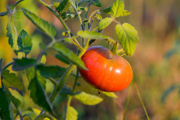 Ripe natural tomatoes growing on a branch in a greenhouse. Shallow depth of field.