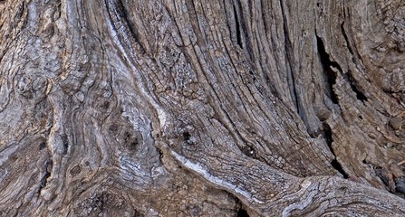 Part of the trunk of an old olive tree with bark covered with a pattern of cracks