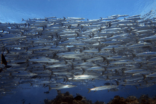 Closeup with the school of giant barracuda in Barracuda Point, Sipadan Island.  Semporna, Tawau. Malaysia, Borneo.