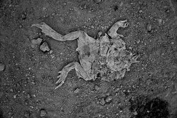 dead dry frog