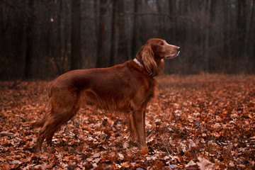 Beautiful Irish Setter in the autumn forest