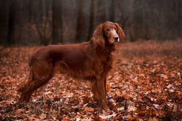 Beautiful Irish Setter in the autumn forest