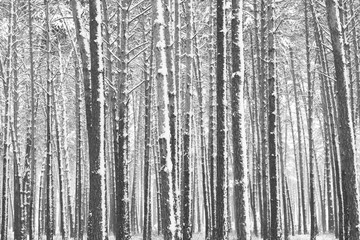Black and white photo of winter pine forest in snowdrifts in cold and windy weather