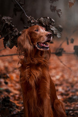 Beautiful Irish Setter in the autumn forest