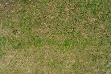 Texture of grass in the fall