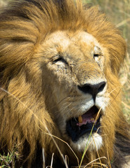 Löwe: Die Raubkatze Afrikas