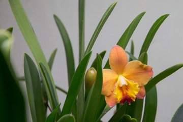 Orange Cattleya Orchid bud and flower with foliage  