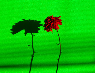 Bright chrysanthemum on the background of the wall in green.