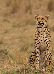 Mother Cheetah