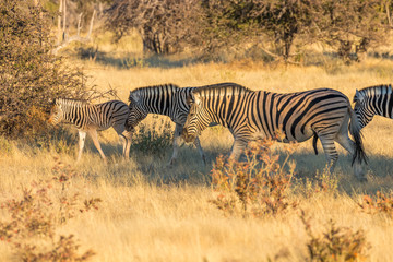 Naklejka premium Herd of zebras ( Equus Burchelli) on the african savannah, Etosha National Park, Namibia.