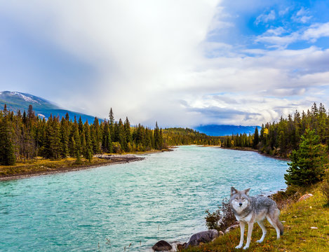 Canadian wolf on the lake