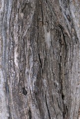 Part of the trunk of an old olive tree with bark covered with a pattern of cracks