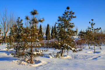 pine trees in snow