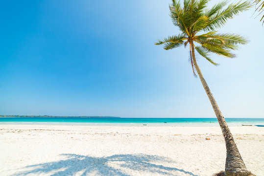 White Sand Beach Coconut Trees And Palm Frond, Turquoise Blue Water, Tropical Paradise, Travel Destination, Kei Island, Moluccas, Indonesia, Desert Beach No People