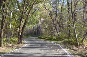 Obraz premium road in the forest