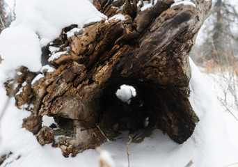 Obraz premium through a hollow in a tree in winter