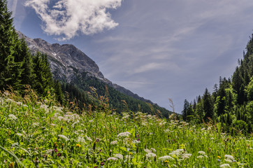 naturwiese in den bergen