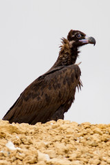 black vulture guarding the area