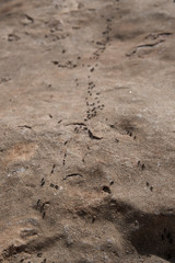 ant street macro