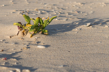 Plant on a wind swept beach at dusk or dawn