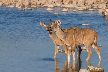 Two greater kudu (Tragelaphus strepsiceros), female, looking alert, Etosha National Park, Namibia.