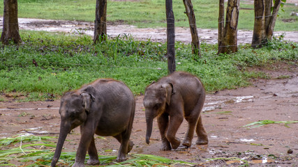 Elefanten im Udawalawe Nationalpark auf Sri Lanka