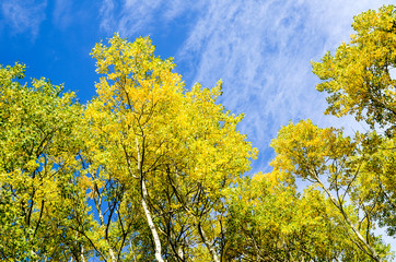 秋のカナディアンロッキー　ヤムナスカ山の麓の黄葉（カナダ・アルバータ州）
