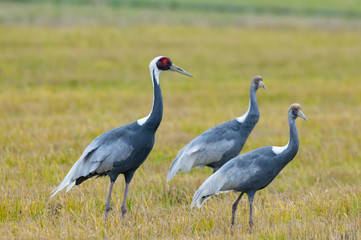 鹿児島県出水市の渡来してきたマナヅルの親子が散歩する
