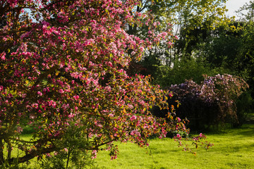 Fototapeta na wymiar Spring in the garden, flowering branches of apple with bright pink flowers; In the distance there is a small decorative apple tree with light pink flowers.