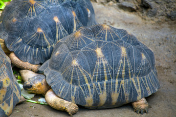Strahlenschildkröte