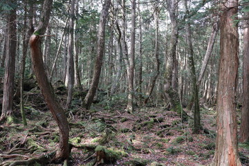 世界遺産・富士山の麓に広がる青木ヶ原樹海