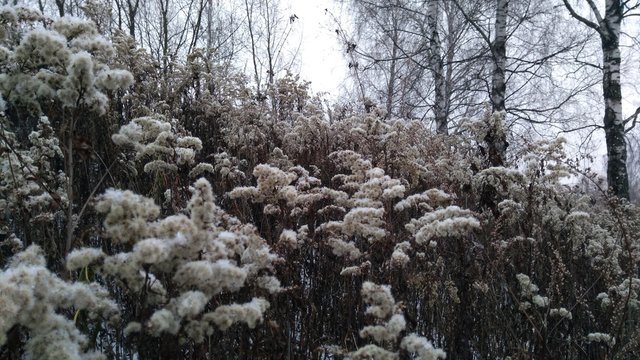 Grass in einter