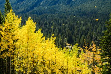 秋のカナディアンロッキー　カナナスキス・カントリーの黄葉と小川（カナダ・アルバータ州）