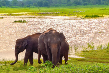Elefanten im Udawalawe Nationalpark auf Sri Lanka