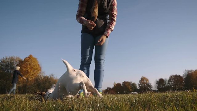 Young beautiful girl training little jack russell terrier to Play Dead