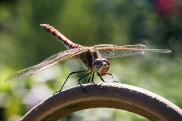 Dragonfly close up in the garden