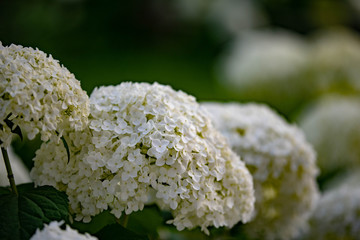 白のアジサイ
